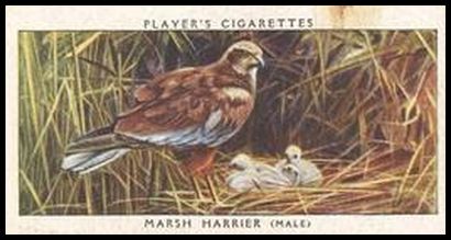 18 Marsh Harrier